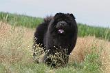 CHOW CHOW 089
